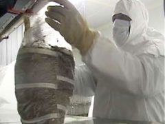 Learn How Medicinal Mushrooms Are Grown aloha medicinals mushroom cultivation
