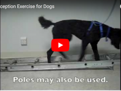 Fun DIY Games to Keep Your Tripawd Injury Free Proprioception Video