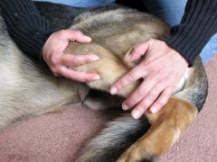 Gentle, Safe Tripawd Dog Stretches to Avoid Injuries tripawd dog stretches