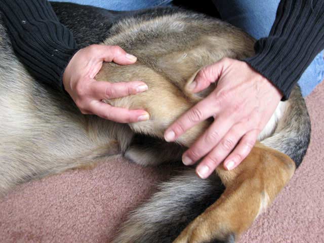 tripawd dog stretches