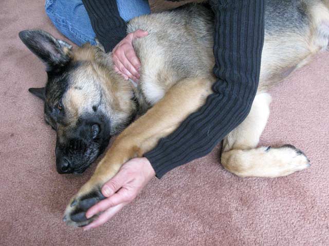 PROM Passive Range Of Motion Dog Exercise on GSD