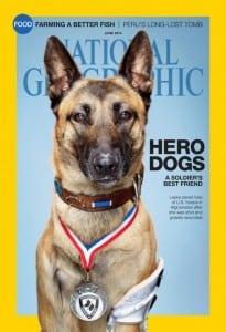 Layka, Military Working Dog, MWD, Layka, tripawd, amputee, Belgian Malinois