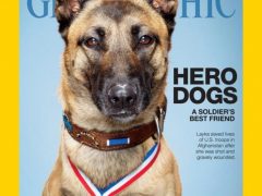 We Salute Layka, the Tripawd Military War Dog Layka, Military Working Dog, MWD, Layka, tripawd, amputee, Belgian Malinois