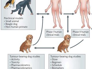 Clinical Studies in Pets and Humans