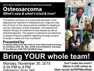 osteosarcoma dogs treatment