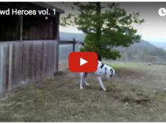 New Tripawds Trailer: Part 1 triheroes-1
