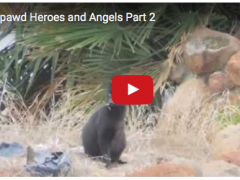 Tripawds Trailer Trilogy: Part 2 tripawds trailer part 2