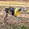 Easy DIY Tripawd Rehab Therapy DIY Tripawd exercise fitness tips