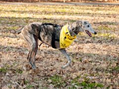 Easy DIY Tripawd Rehab Therapy DIY Tripawd exercise fitness tips