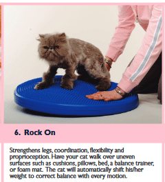 core strengthening for cats