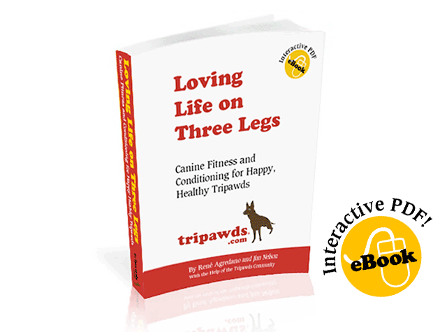 Tripawd dog exercise tips