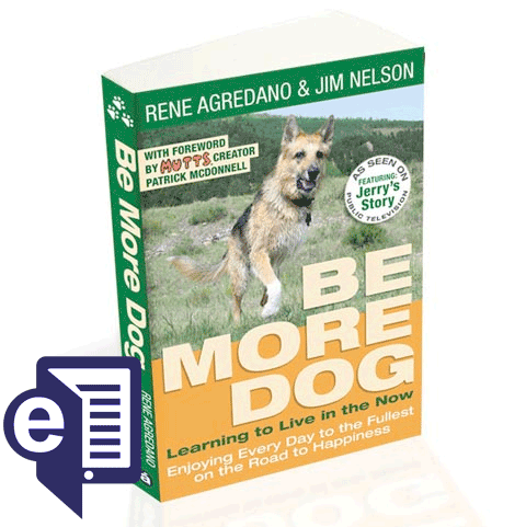 Be More Dog Tripawd Jerry's story