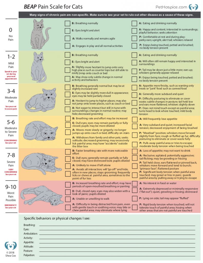 BEAP Pain Signs in Cats