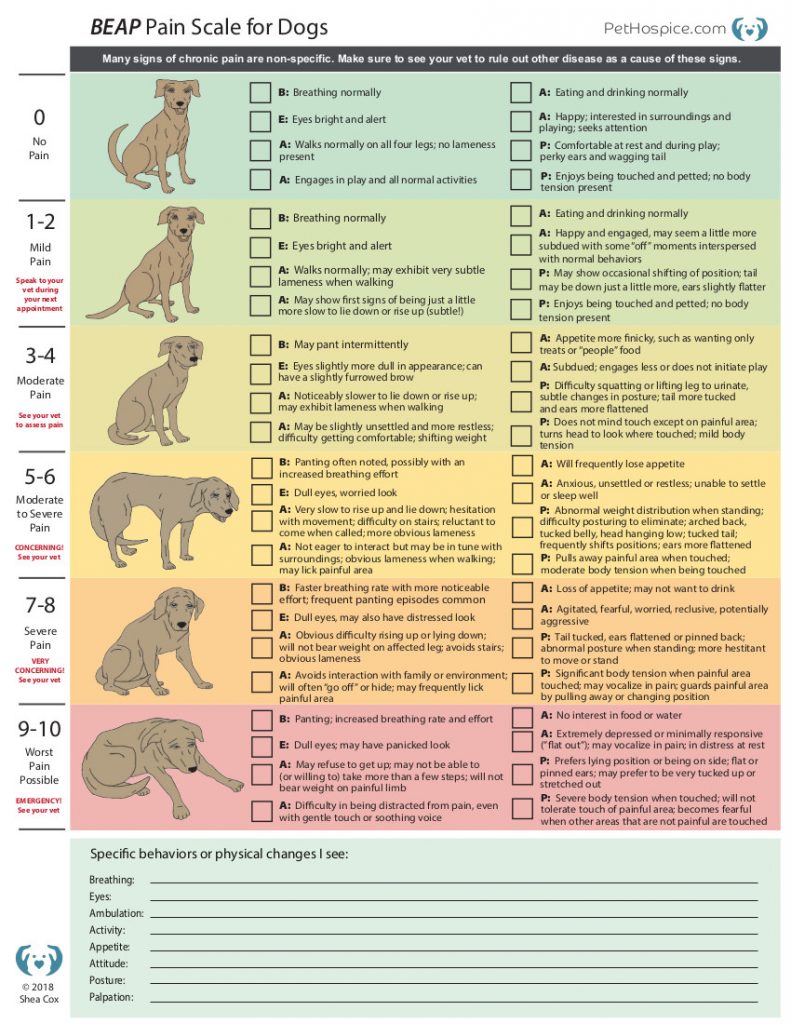 What Are The Signs Of A Dog In Pain