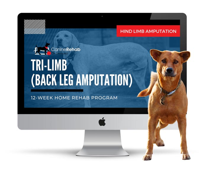 Canine Rehab On Demand for Tripawds