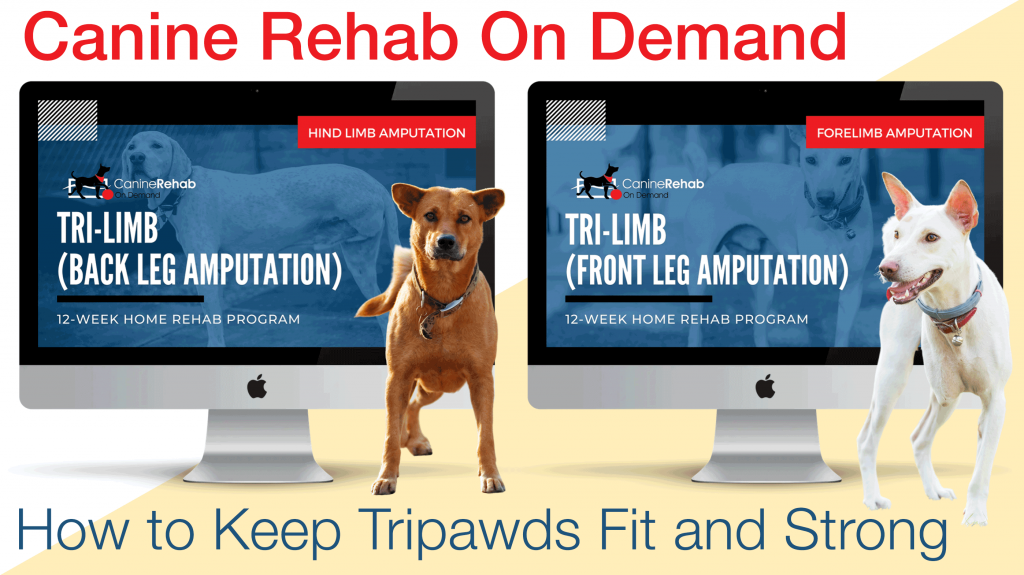 Tripawd exercise program