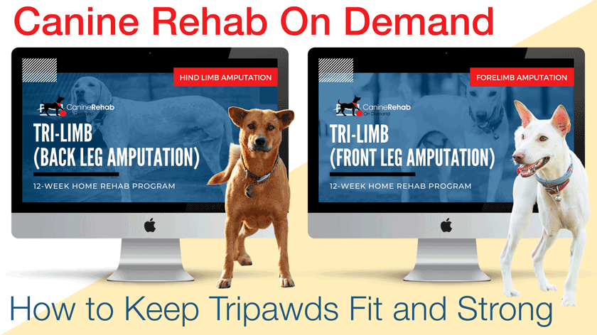 Tripod dog exercise and fitness guide