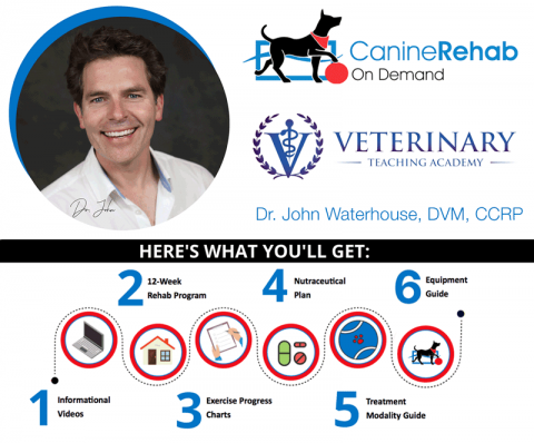 Canine Rehab On Demand for Tripawds
